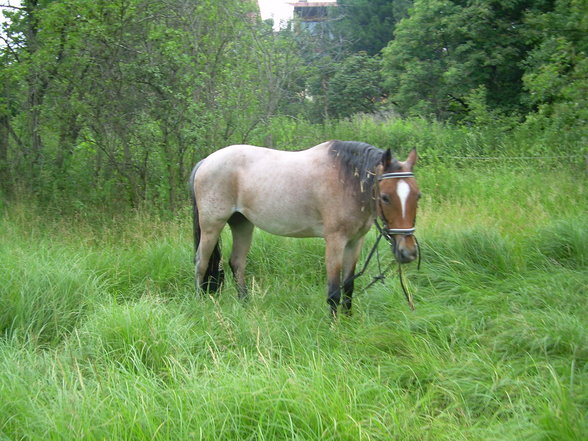 mein pferDi - 