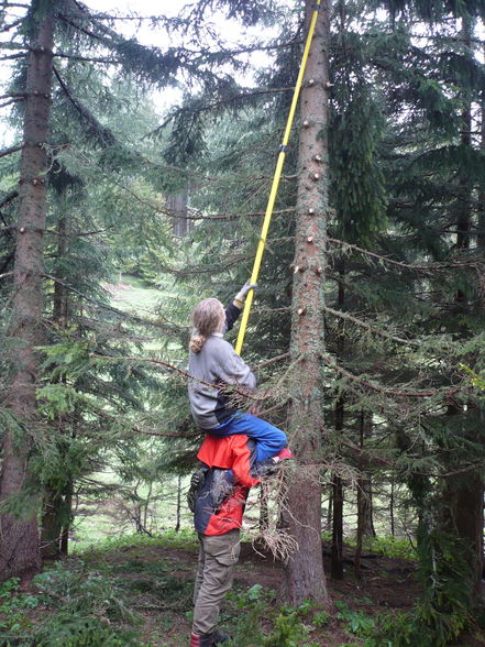 arbeiten auf der schüttbauernalm - 