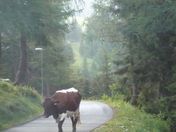 Sprenglausflug nach Osttirol - 