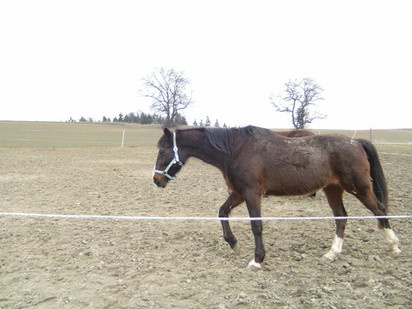 Mein neues Pferd ist da :-) - 