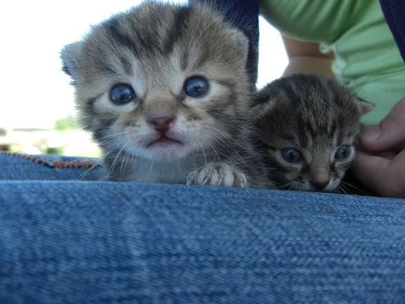 meine zwei babys - 