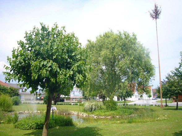 Maibaum umschneiden - 