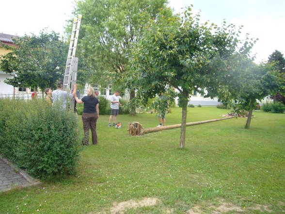 Maibaum umschneiden - 