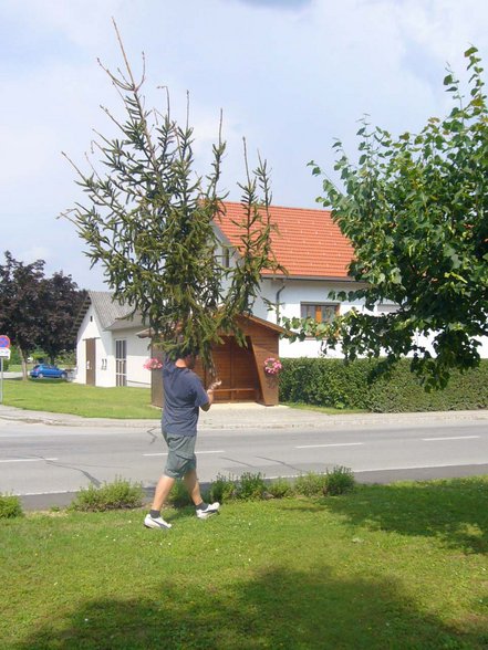 Maibaum umschneiden - 