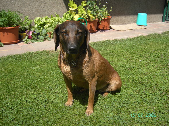 Mein Hund Jinny - 