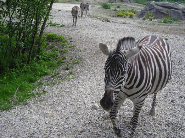 Zoo Schmiding 1.Mai - 