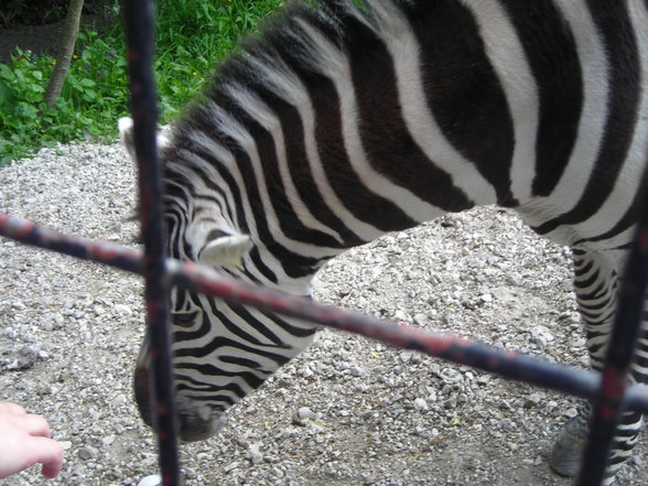 Zoo Schmiding 1.Mai - 