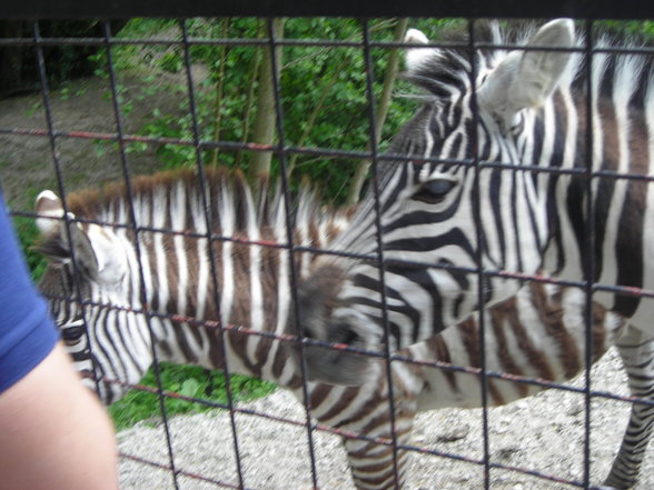 Zoo Schmiding 1.Mai - 