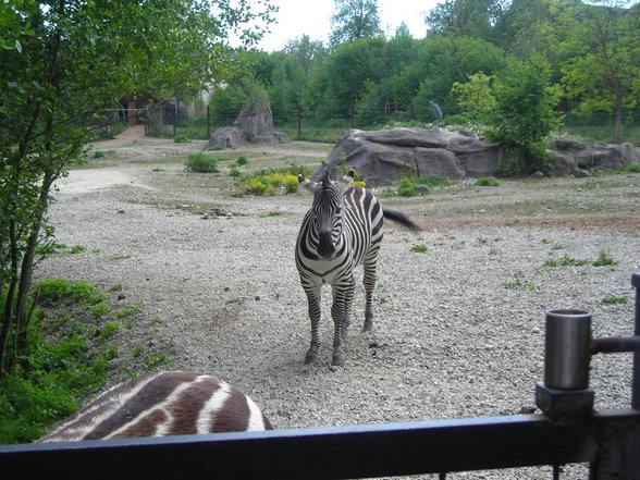 Zoo Schmiding 1.Mai - 