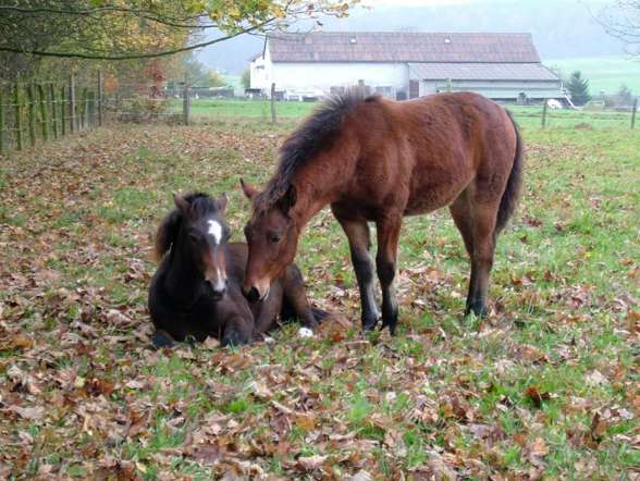 ~°mY HorSeS°~ - 