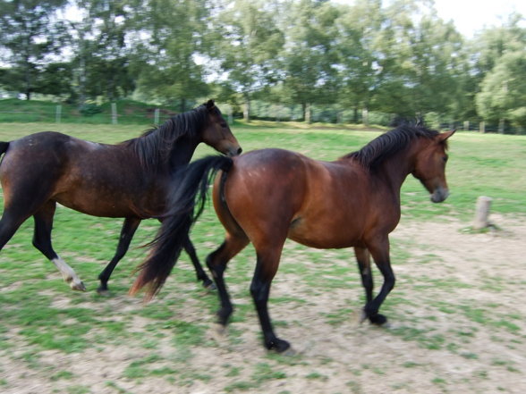 ~°mY HorSeS°~ - 