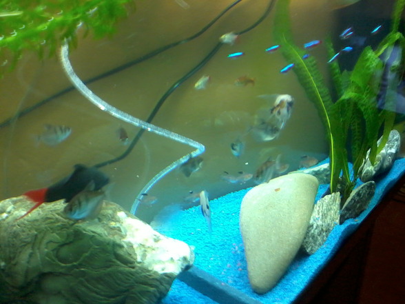 mein aquarium  - 