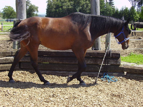 My horse Tristan - 