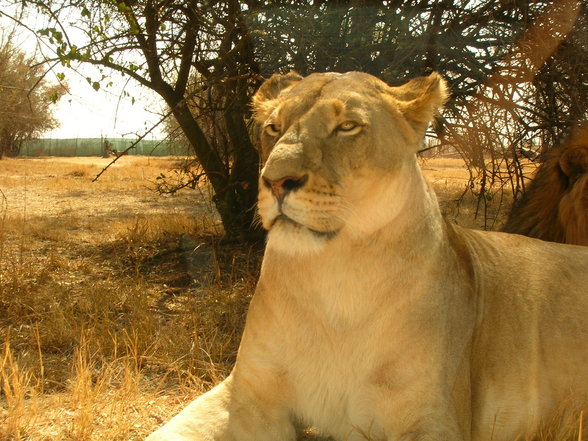 Mein Leben in PRETORIA - 