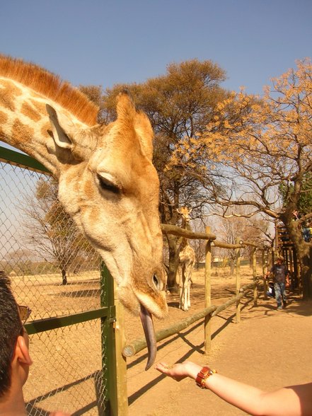 Mein Leben in PRETORIA - 