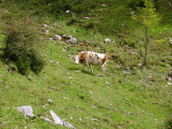 Dr. Vogelgesangklamm und Rohrauerhaus - 