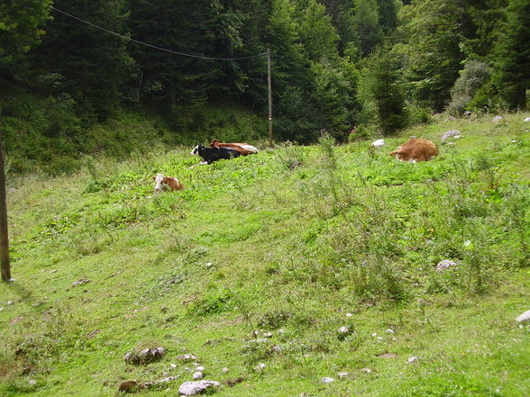 Dr. Vogelgesangklamm und Rohrauerhaus - 