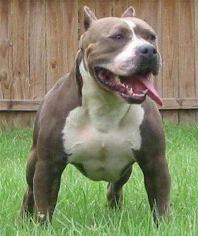 Pitbull - 