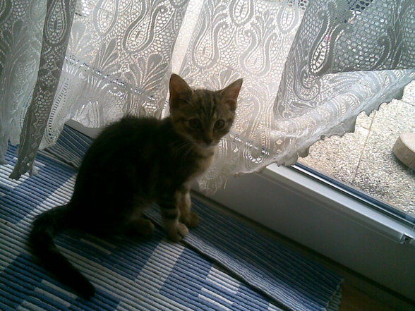 baby katze - 