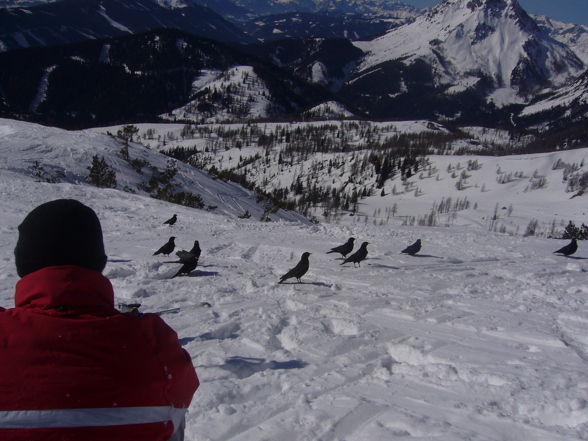 Freeriden am Dachstein - 