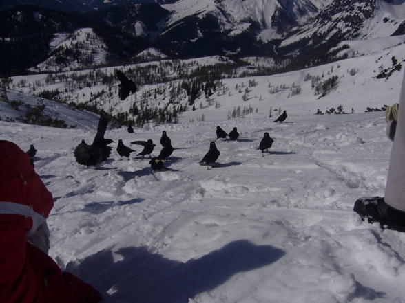 Freeriden am Dachstein - 