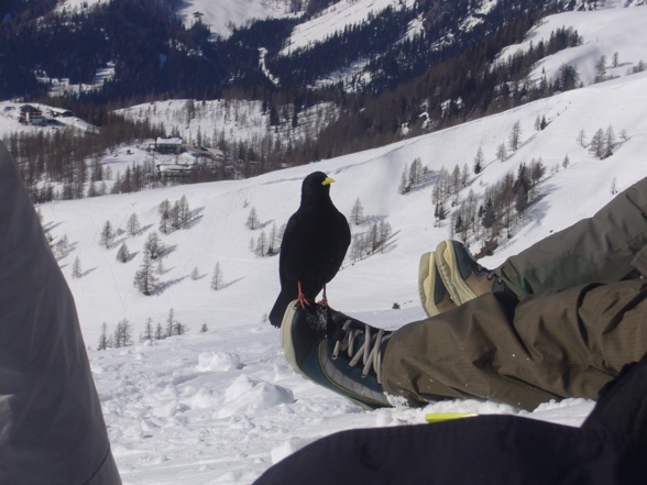 Freeriden am Dachstein - 