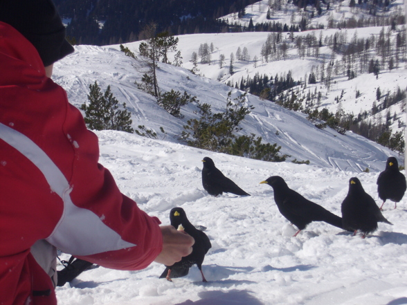 Freeriden am Dachstein - 