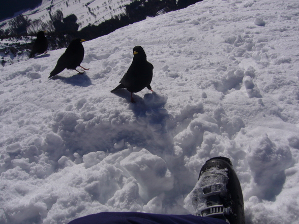 Freeriden am Dachstein - 