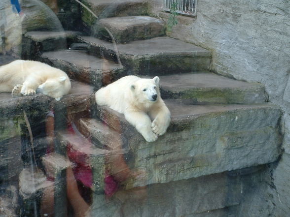 schönbrunn 2008 - 