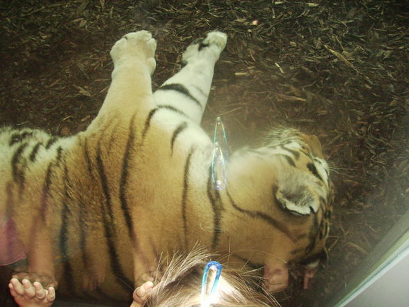 schönbrunn 2008 - 