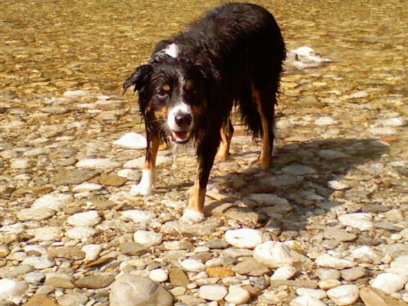 Benschi - 