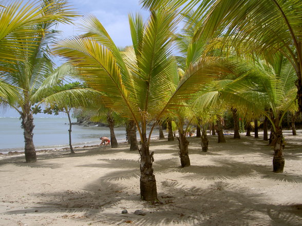  Dom.Rep.   Puerto Plata 2007 - 