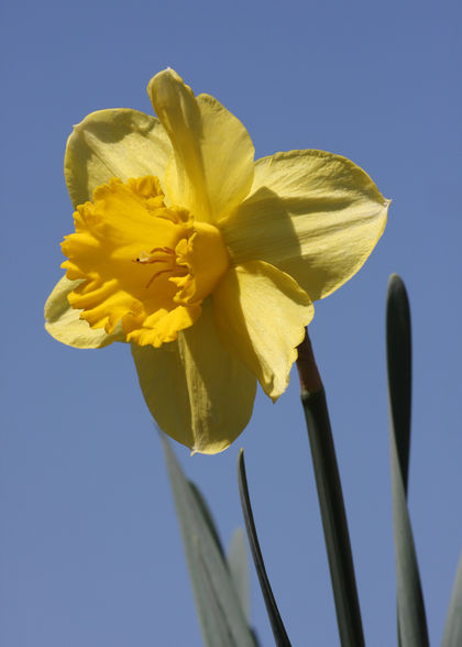 Ostern total aufgeblüht :-D - 