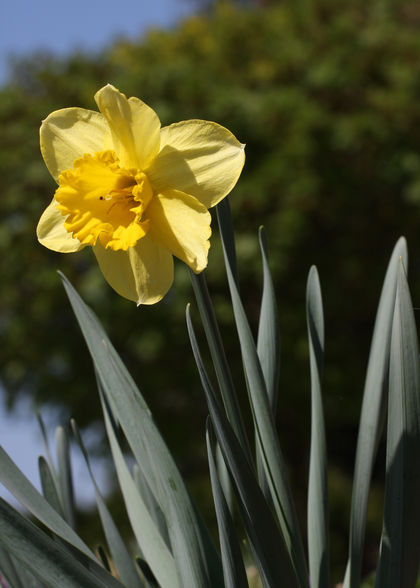 Ostern total aufgeblüht :-D - 