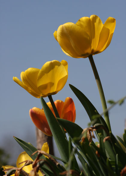 Ostern total aufgeblüht :-D - 