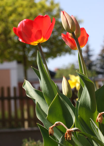 Ostern total aufgeblüht :-D - 