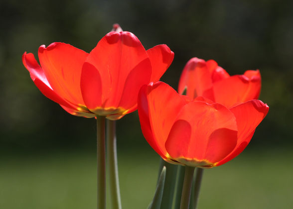 Ostern total aufgeblüht :-D - 