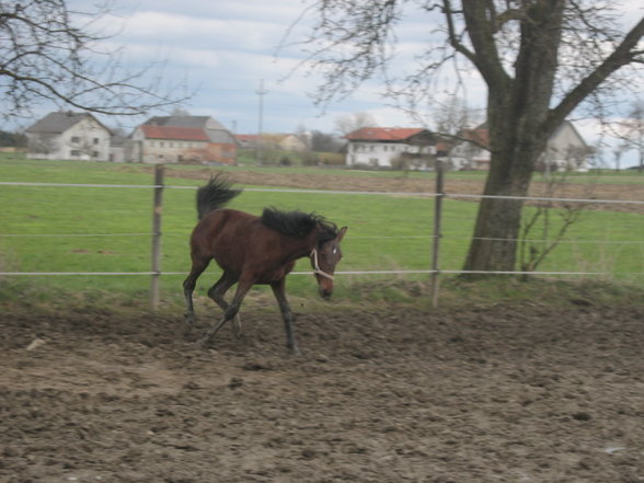 Meine Süsse, Josy Jumper - 