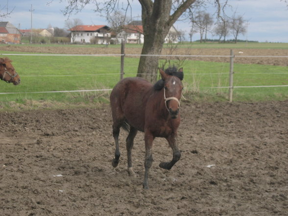 Meine Süsse, Josy Jumper - 