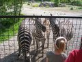 Eines Tages im Zoo.... - 