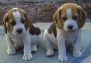 Beagle - 