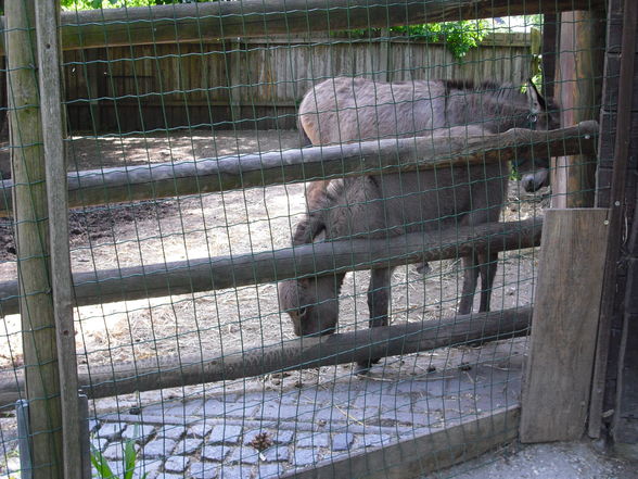 Tierpark  - 