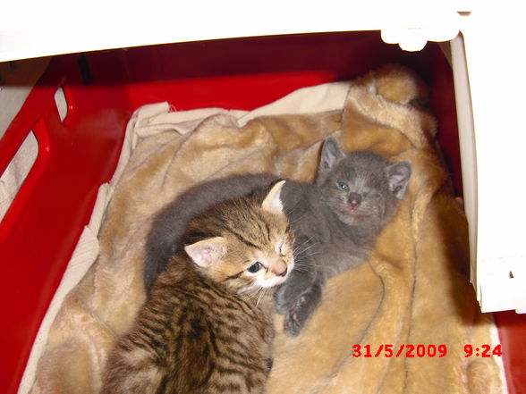 2 Katzenbabys zu verschenken - 