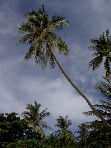 Koh Samui - 