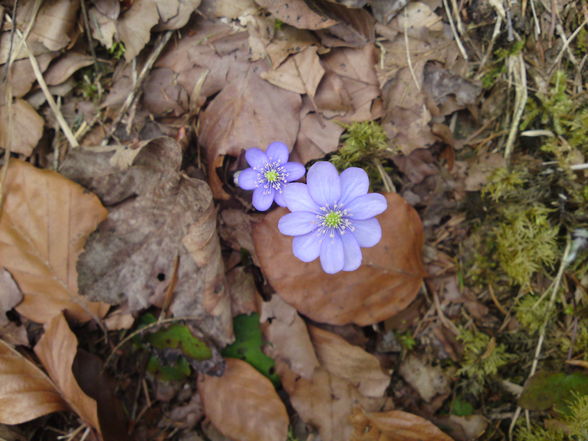 Grünau im Almtal - 