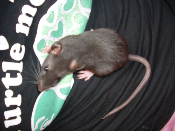 meine >Ratten!! - 