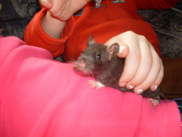 meine >Ratten!! - 