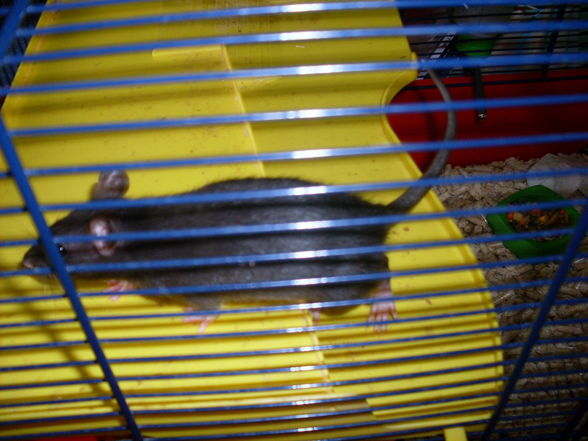 meine >Ratten!! - 