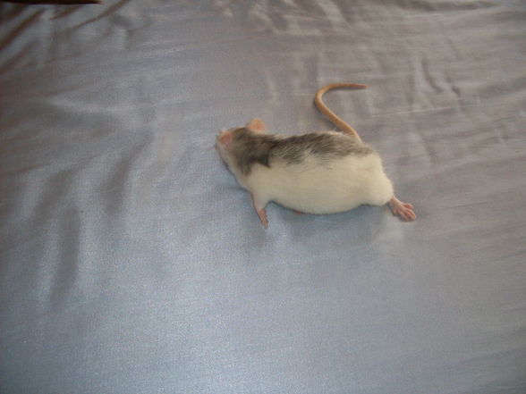 meine >Ratten!! - 