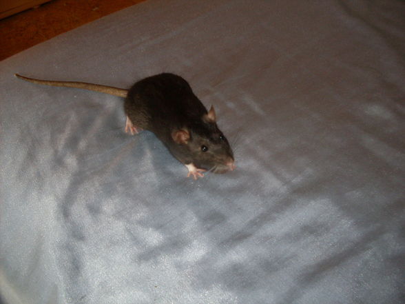 meine >Ratten!! - 